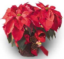 C30.4 Christmas Poinsettia